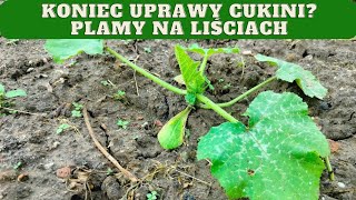 Cukiniaplamy na liściach Czy to atak mączniaka jak chronić cukinię przed naczyniakiem [upl. by Ennej]