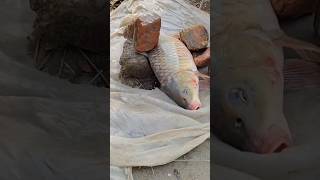 new fishing videos  machhali pakdane ka sabse aasan tarikabest fishing spot in fisch shortvideo [upl. by Notgnirrab996]