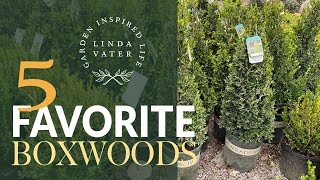 My 5 Favorite BOXWOOD Varieties [upl. by Manuela826]