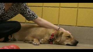 Special needs pets at the SPCA [upl. by Becker]