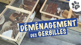 Les Gerbilles Déménagent  je refais leurs cages [upl. by Rosel]