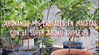 Como abonar plantas frutales en macetas con el super abono triple 15 [upl. by Etnovaj]