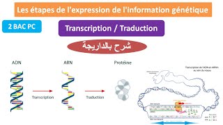 les étapes de lexpression de linformation génétique 2 bac pc شرح بالداريجة [upl. by Penny]