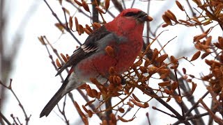 Durbec des sapins 🌲 Pine Grosbeak🌲 [upl. by Thirion423]