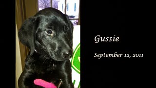 Gussie 2013 [upl. by Kcered]