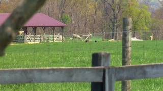 Kentucky Spring Turkey Hunt Greenup County [upl. by Younglove590]