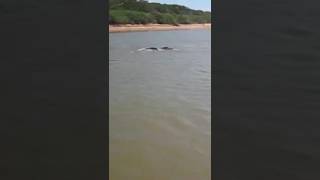 Black caiman kills River dolphin [upl. by Atibat]