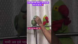 Mere jaisa gana kaon ga Raha Hai 🦜funny birds comedy cute viralshorts youtubeshorts shorts [upl. by Jecon]