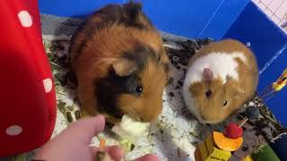 Guinea pigs eating  sorry about the poop [upl. by Hendrika297]