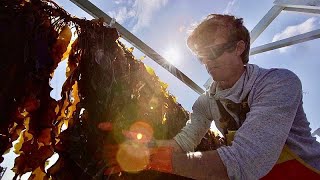 Seaweed farming an economic and sustainable opportunity for Europe [upl. by Naiva65]