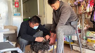 “It’S So Uncomfortable”Stray Dog Suffering From Skin Disease Needs Hair Plucking To Treat It [upl. by Arielle]