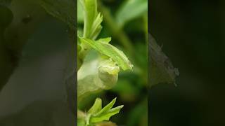 Caterpillar পতা খাচ্ছে 🐛🐛 caterpillar eating a leaf 🌿caterpillarshortvideo short [upl. by Askari]