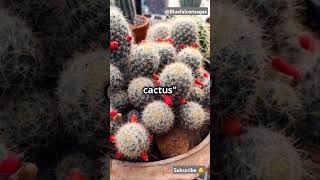 The chilli cactus mystery shortvideo facts india usa viralvideo trendingshortstrandingchili [upl. by Fernando]