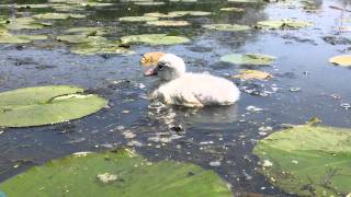 Squeaking Cygnet Trumpeter Swan  © 2011 Kip Ladagemp4 [upl. by Hoppe]