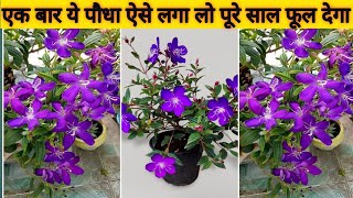 बेगम बहार पौधा एक बार लगा लो पूरे साल फूल देगाTibouchina Begum Bahar Plant Care With Fertilizer [upl. by Nhguavad587]