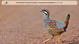 CHIM ĐA ĐA  Chinese francolin  Francolinus pintadeanus  นกกระทาทุ่ง 4K [upl. by Matthiew]