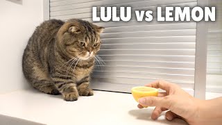 I Found LuLu’s Worst Enemy  Kittisaurus [upl. by Swisher914]