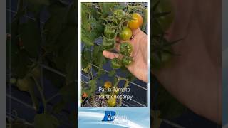 Parthenocarpic Large Cherry Tomato [upl. by Raviv72]