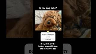 PET COMPETITION dog cat pets puppy shorts [upl. by Ephrem]