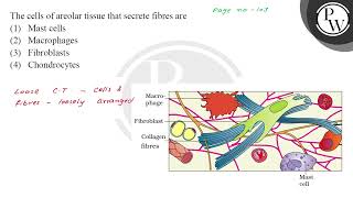 The cells of areolar tissue that secrete fibres are [upl. by Azilem775]