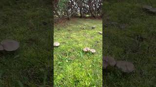 moss field green mushrooms nature views natural 🏞️🌲🍀🌳⛅️🍄‍🟫🍄 [upl. by Eliam]