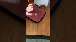 puppy not happy with placement of dog bed [upl. by Zeena]