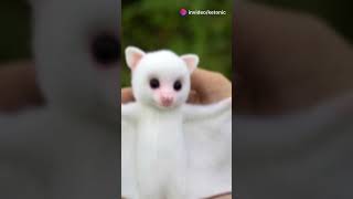 The Adorable Honduran White Bat 🦇 Wildlife Nature Bats Animals [upl. by Mendes]