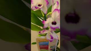 Dendrobium nobile orchidblooms flowers [upl. by Elvah265]