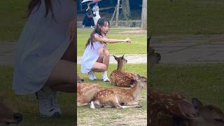 奈良の鹿にビックリする観光客😄奈良公園 [upl. by Esilana]