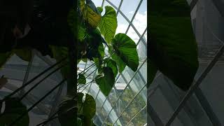 Tropicals Framing the View on Marina Bay and Singapore Flyer Cloud Forest Singapore March 2024 [upl. by Vasti]