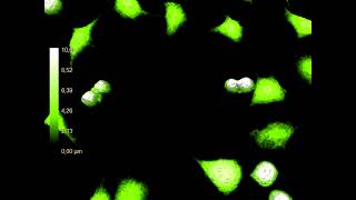 Cell divisions by L929 mouse fibroblast cells  HoloMonitor® [upl. by Nnor]