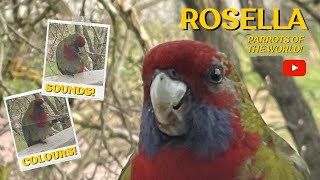 Australian Crimson Rosella Your Ideal Wild Companion or Pet Parrot 🦜🦜🦜 [upl. by Thun]