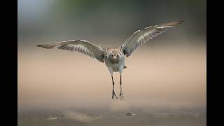 Ruff stands facing into wind on mudflats [upl. by Bullen945]