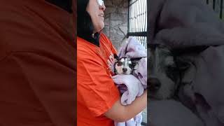 First responders rescue puppy after getting stuck in cars suspension Shorts [upl. by Nnaillek400]