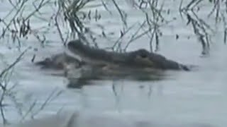 Child Dragged Into Lake by Gator Near Disney [upl. by Ronda]