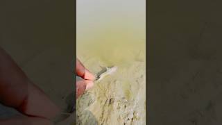 Machli catfish🐟fish sortvideo sort vlog [upl. by Eynenihc]