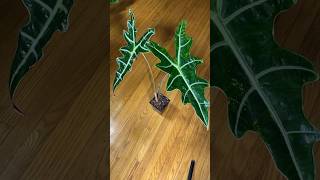 Alocasia Sanderiana aka ‘nobilis’ alocasia alocasiaaddict alocasiaplant alocasiavarieties [upl. by Nikki843]