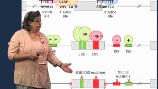 Splicing mutations  Melissa Moore U MassHHMI [upl. by Puri738]