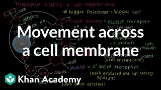 How do things move across a cell membrane  Cells  MCAT  Khan Academy [upl. by Hepzi]