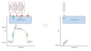 Antiarrhythmic drugs agents  Chapter 1 Cardiac Action Potential Made Easy [upl. by Henebry]