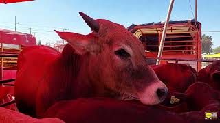 PLAZA GANADERA TEPEACA PUEBLAPUROS ANIMALES GIGANTESTOROSCHIVOSBORREGOSMULASLA MEJOR DE PUEBLA [upl. by Inglebert]