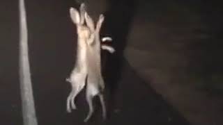 Rabbit boxing  Rabbits Awesome fighting on road [upl. by Clarette]