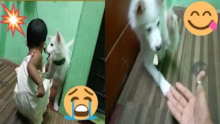 Exploring Indias Unique Pig Dogs A Viral Video Adventure  Indian spitz [upl. by Arreip]