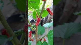 Mulberry Everbearing Tree Container Gardening [upl. by Elyn]