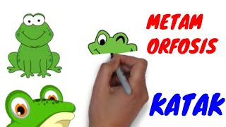 Proses Metamorfosis Katak [upl. by Rauscher]