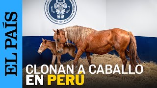 PERÚ  Investigadores logran clonar un caballo autóctono de Perú  EL PAÍS [upl. by Aldon106]