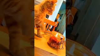 Orange cat behavior cat pets funnypets funnycats shorts [upl. by Ecirtemed]