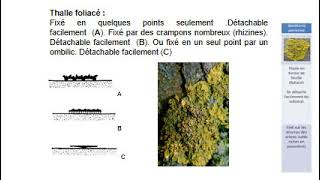 Biologie végétale part 8 Les lichens ou association des champignons et des algues [upl. by Morrie716]