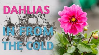 How I Overwinter my Dahlias [upl. by Jone]