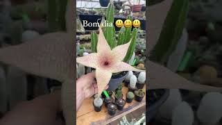 stapelia giganteaquem aí conhece essa lindeza😃 [upl. by Manara]